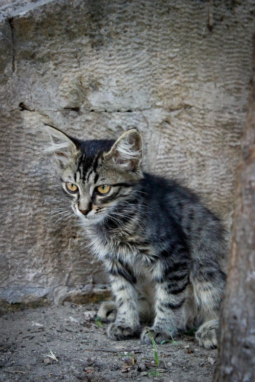 a kitten sitting against a rock wall looking off into the distance