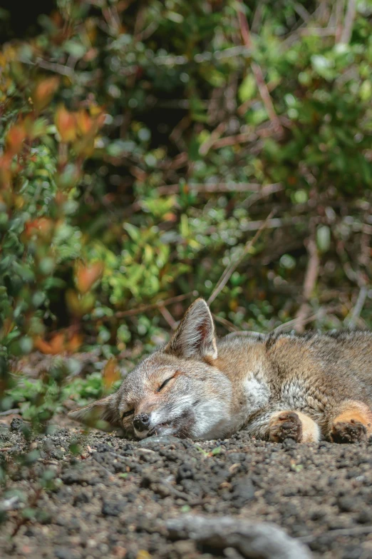 a brown cat sleeps outside during the day