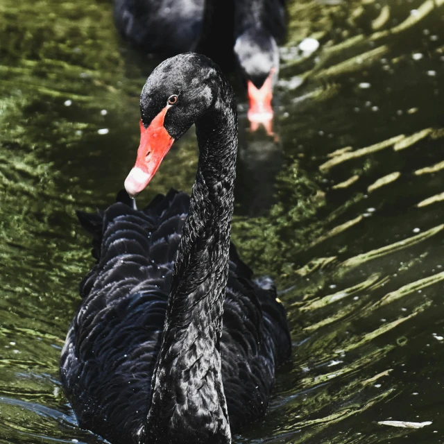 two black swans swimming in a lake with orange beaks