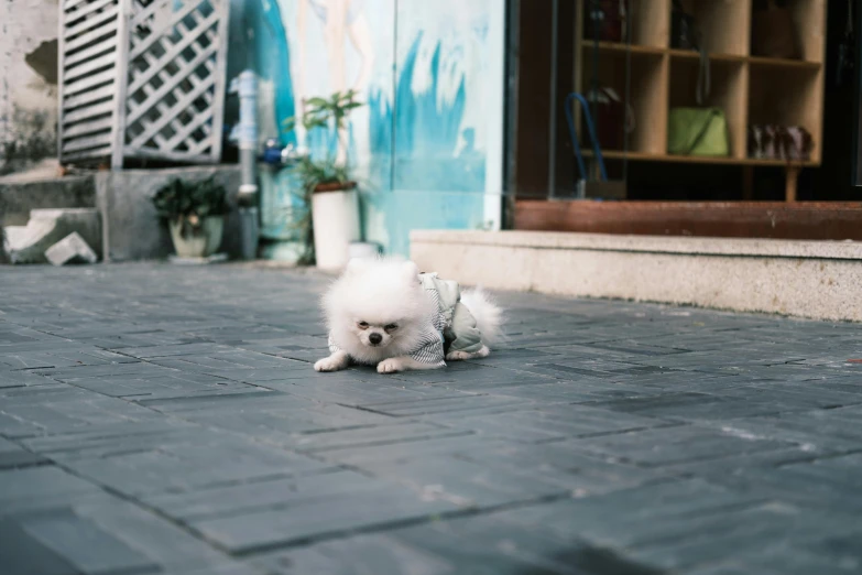 a small white dog is standing on the pavement