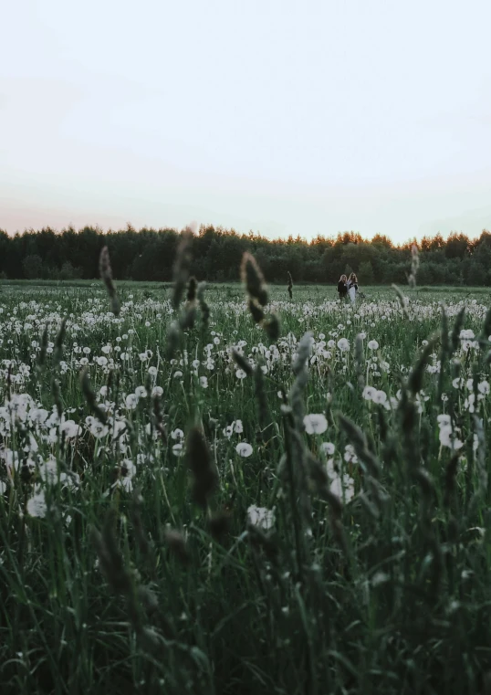 a group of people standing in a field of grass