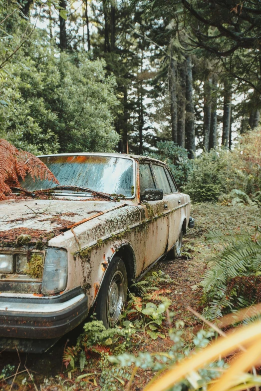 an old rusty truck sits in a field of plants and trees