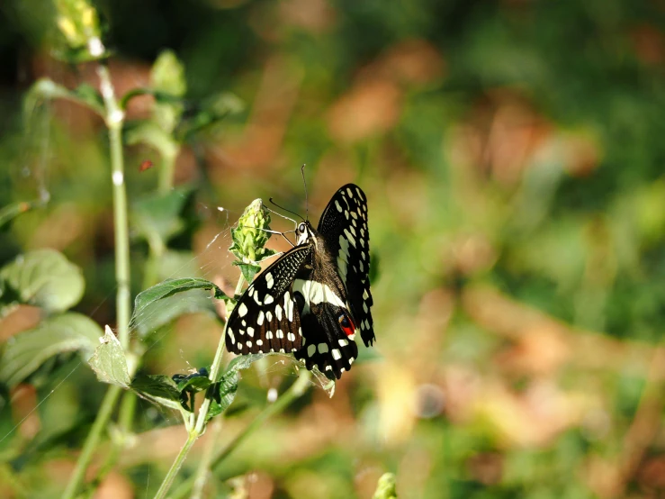 a erfly sits on a green plant