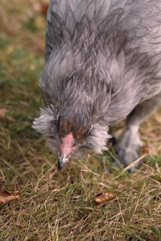 the large bird is walking in the grass