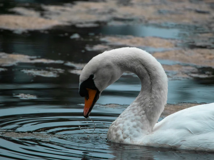 a goose swimming in some water near some rocks