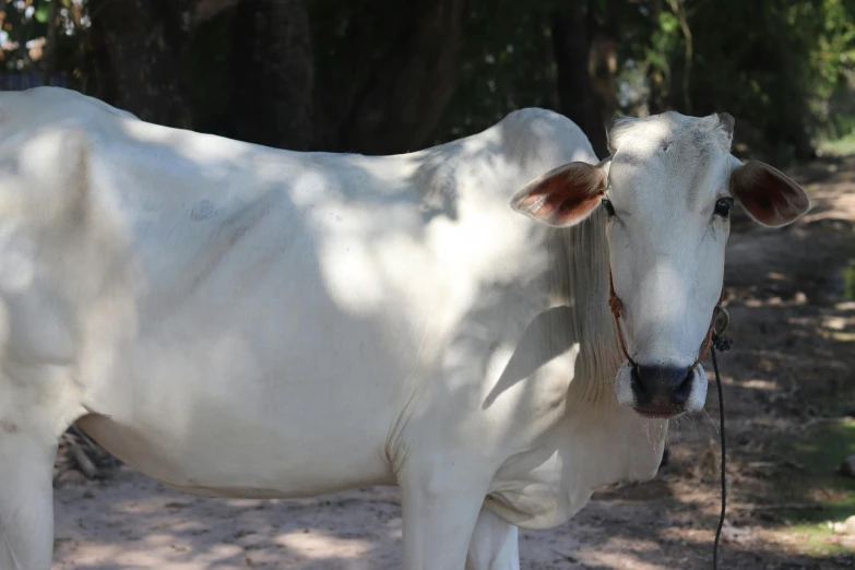 white cow in shade under a tree with leash