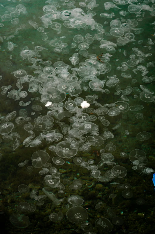 the bubbles are floating in the water