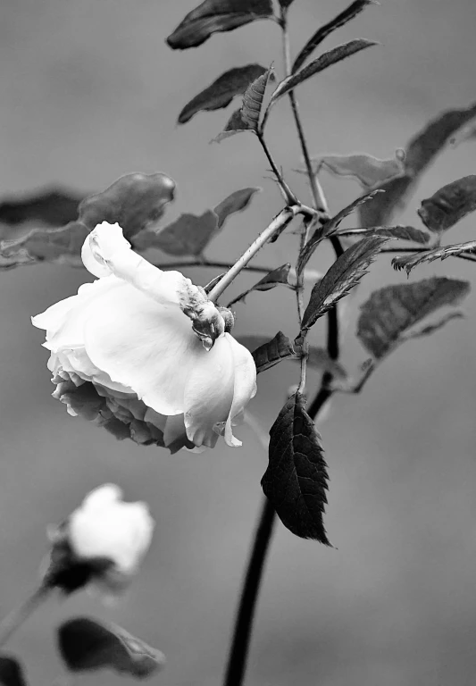 this is black and white image of a flower