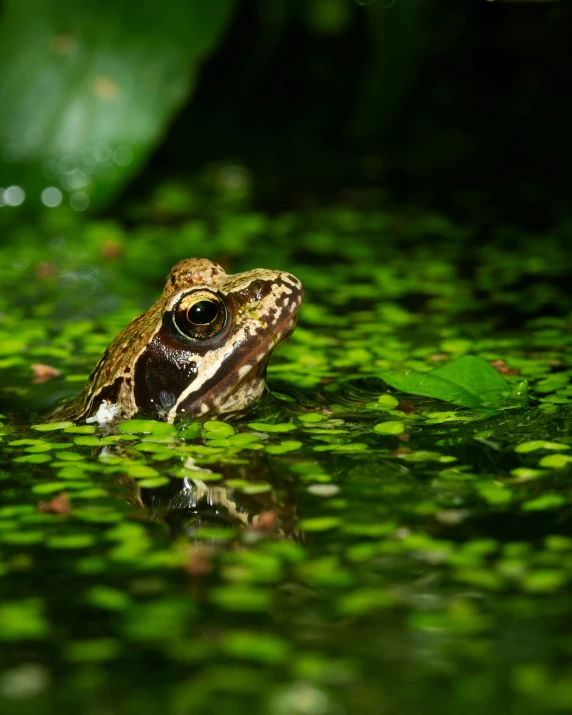 frog looking at camera as it stands on lily pad