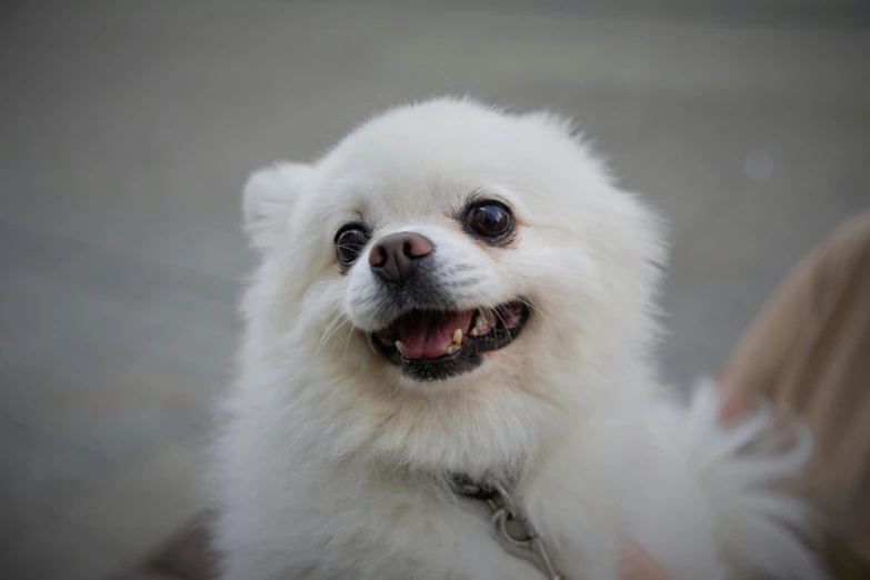 a happy white dog looks up with his eyes open