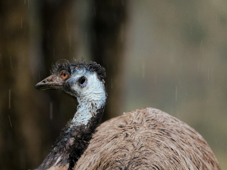 a close up of a bird in a forest