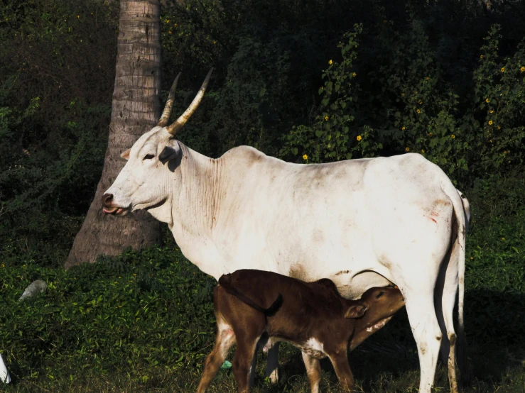 a mother cow and her calf grazing in the grass