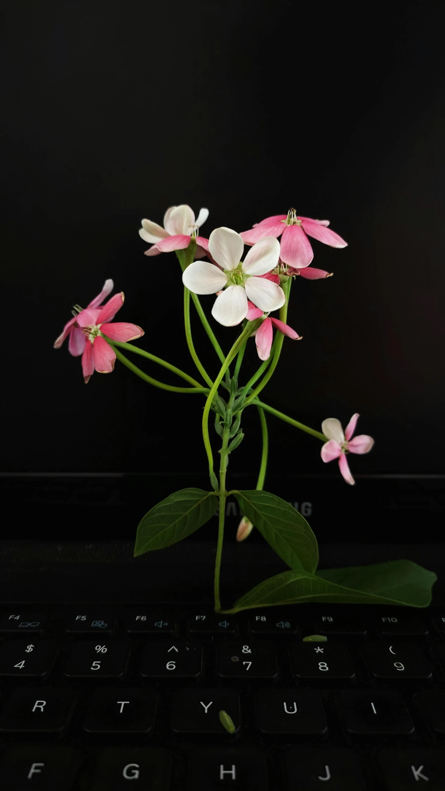 a pink flower with green stems is standing on top of a keyboard