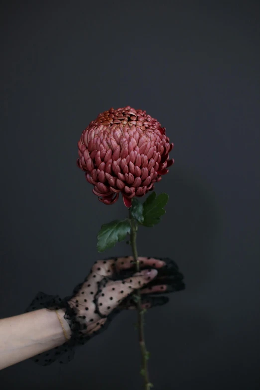 person's hand with black polka dot gloves holding a red flower