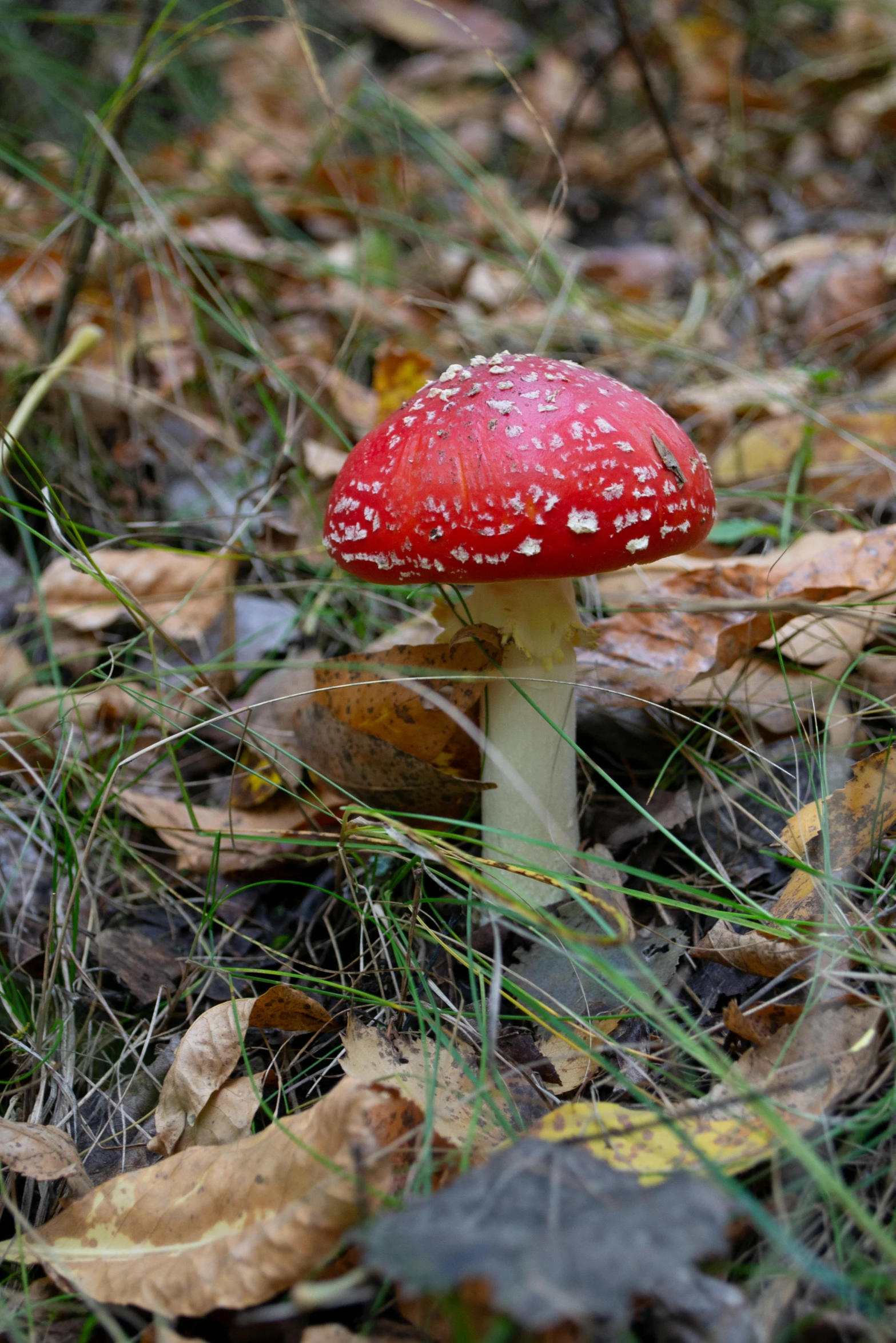 a mushroom sits on the ground among leaves