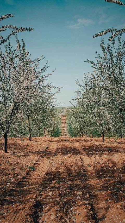 an orchard with an empty field and trees