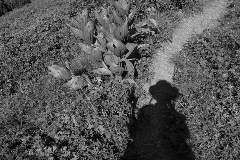 a shadow from a person in the grass near a path