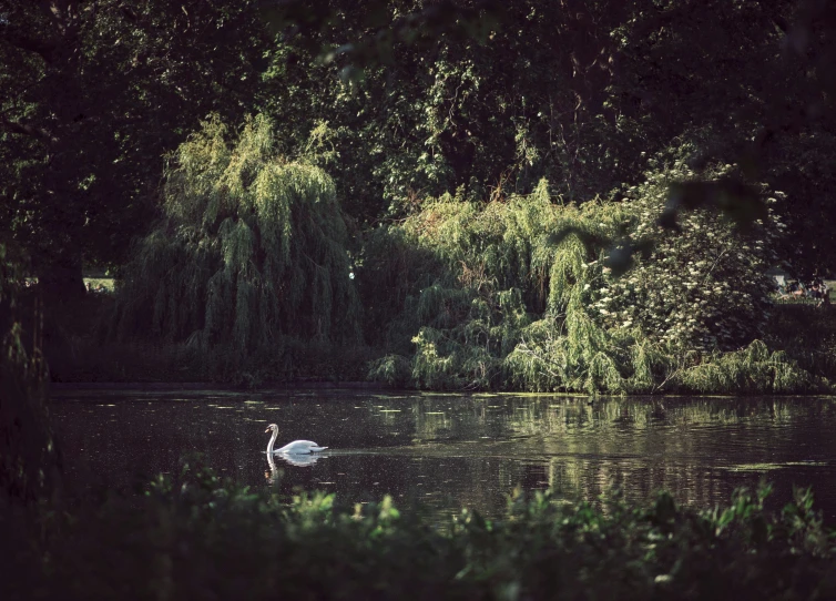 there is a swan swimming on the river