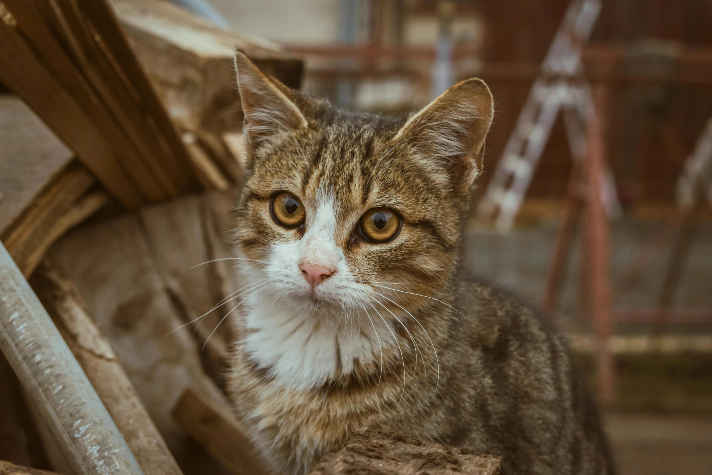 a small kitten is sitting in a dirty chair