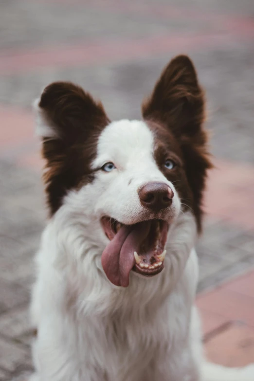 a brown, white and black dog sitting next to a red and white tile