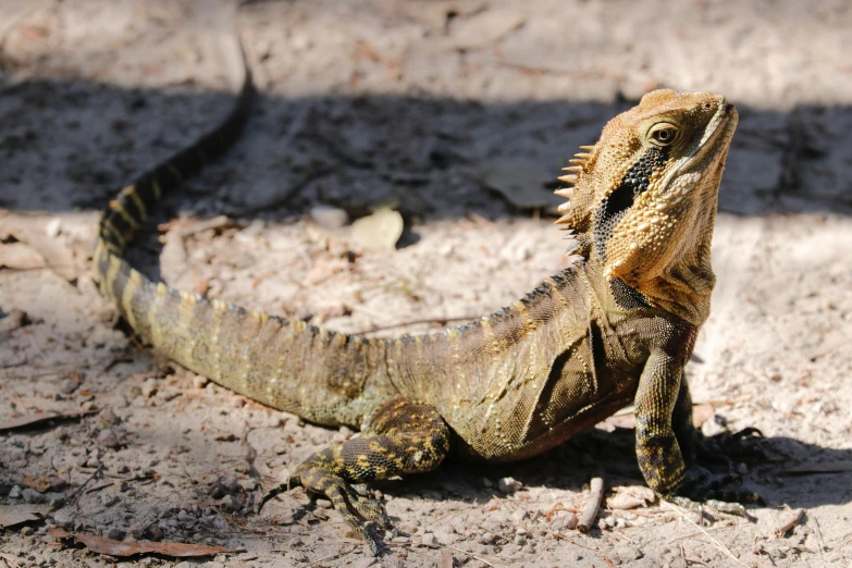 there is a large lizard that is sitting on the sand