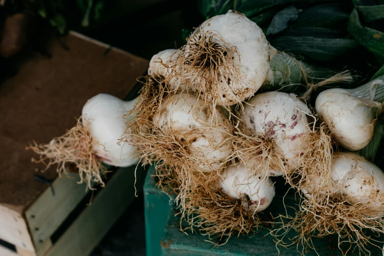 fresh white turnips are piled on a wooden crate