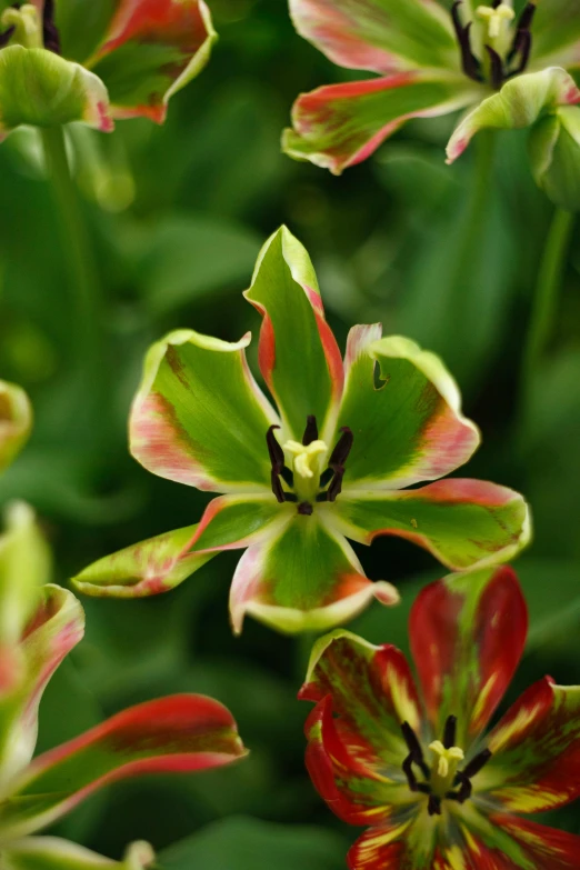 red and green flower with leaves moving in the wind