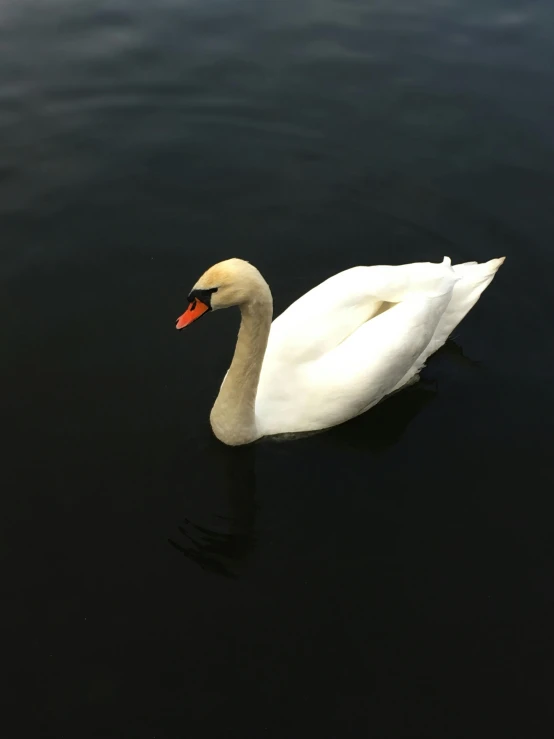 a goose is swimming on a large body of water