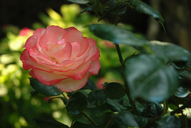 a peach rose with green leaves and red berries