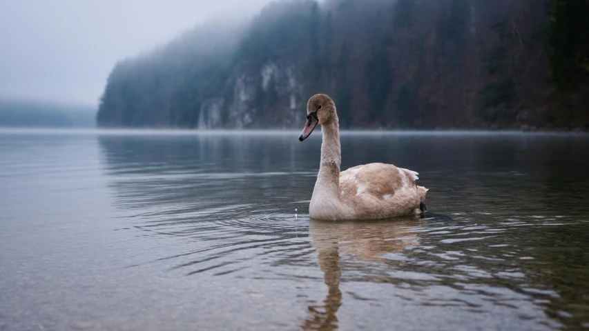 an adult swan floating on top of a lake