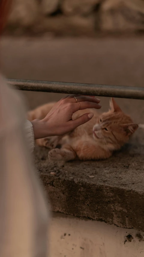 a hand touching a yellow cat as it lies on concrete