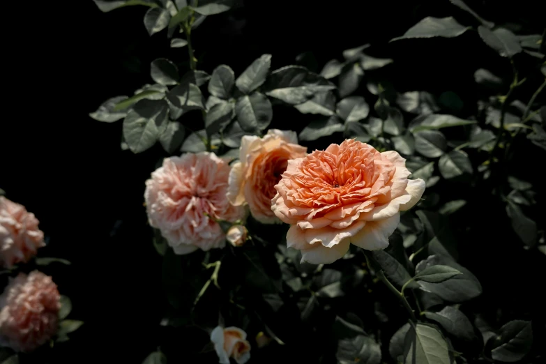 pink flowers sitting on top of a bush with leaves