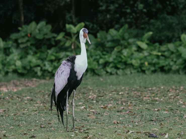 the bird is standing alone on the grassy plain