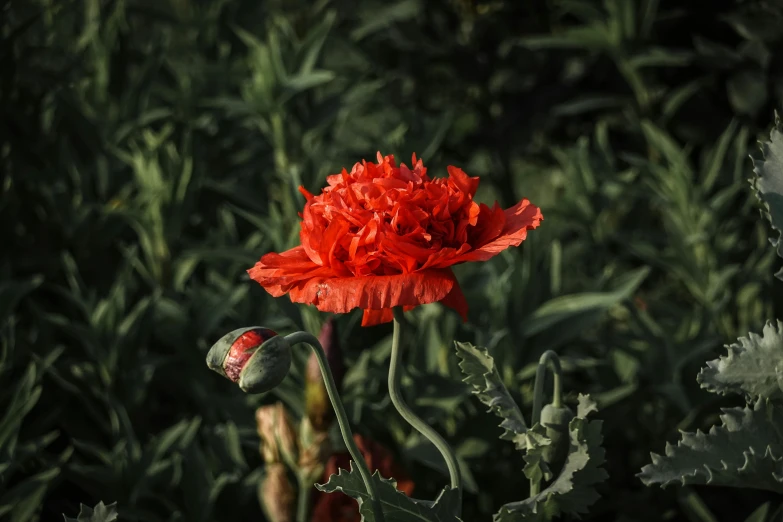 a red flower stands out amongst the lush greenery