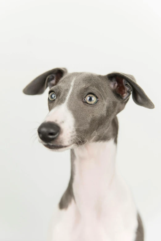 a gray and white dog with blue eyes looking up