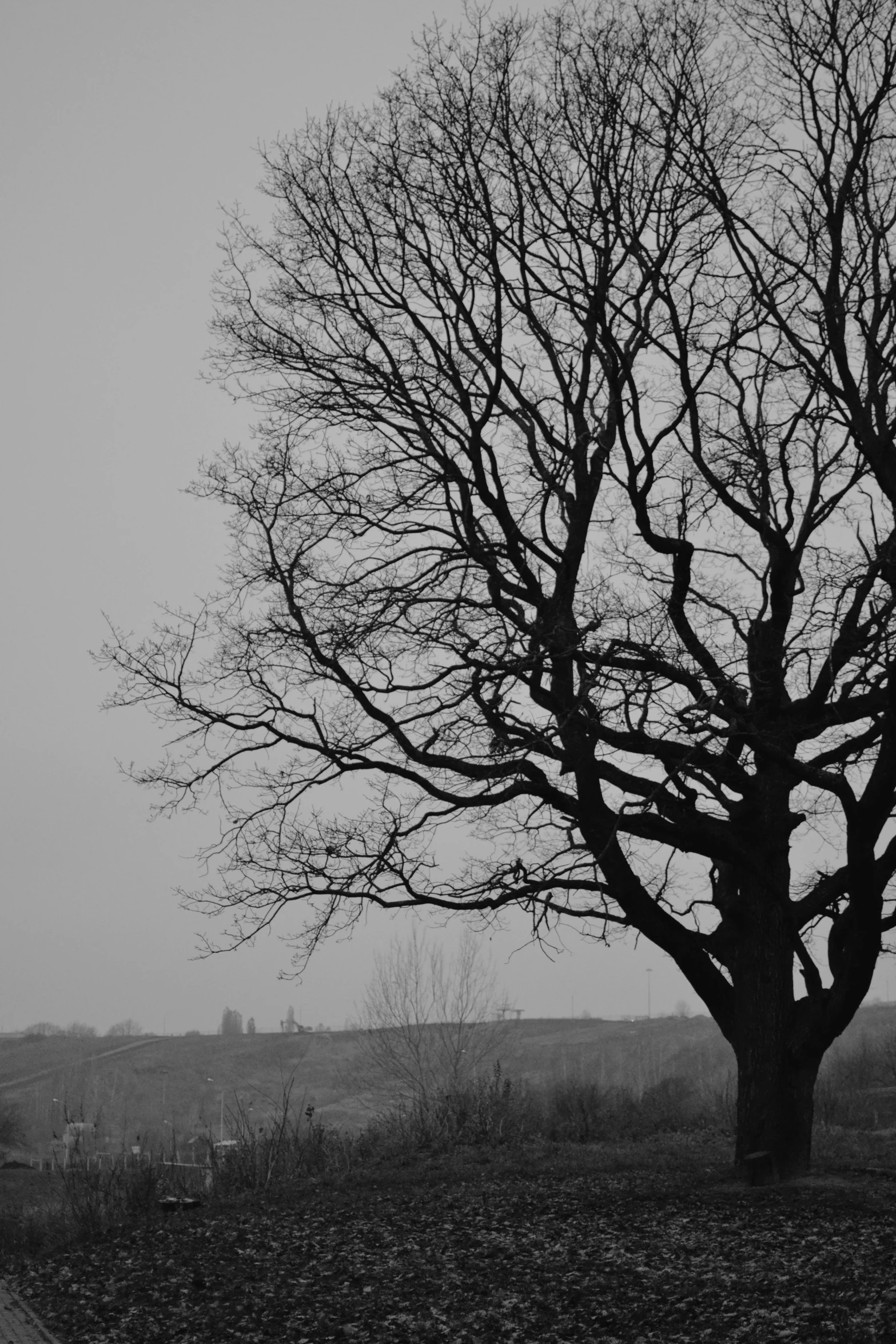 there is an old tree in the field