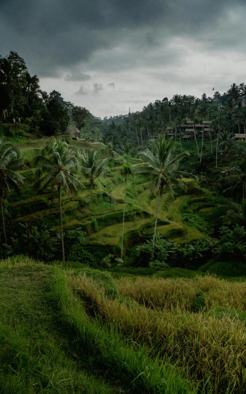 a jungle filled with trees and hills under a cloudy sky