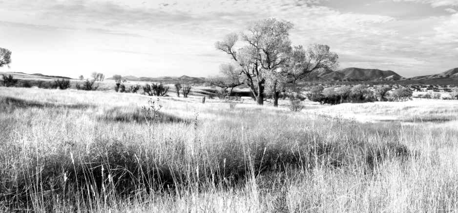 black and white landscape pograph with trees and mountains