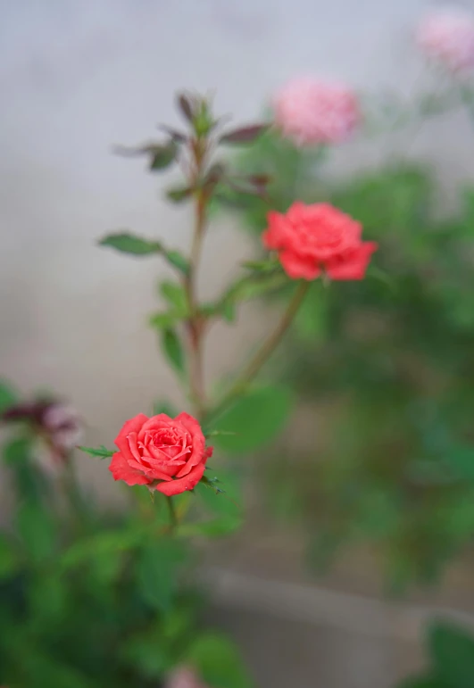 two red roses that have the stems still bloom