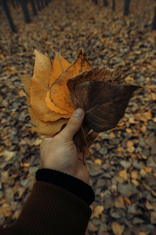 a hand holding up some leaves in the woods