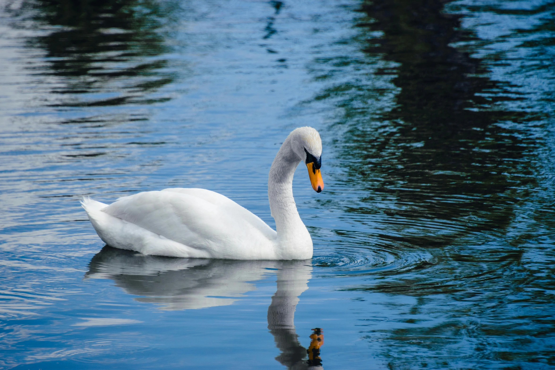 a white bird floating on top of a body of water