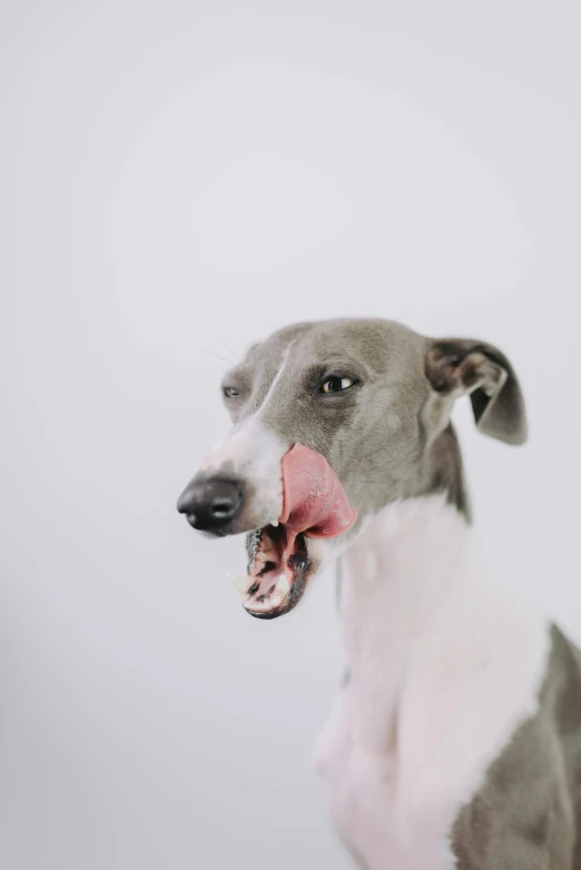 a dog that is sticking its tongue out