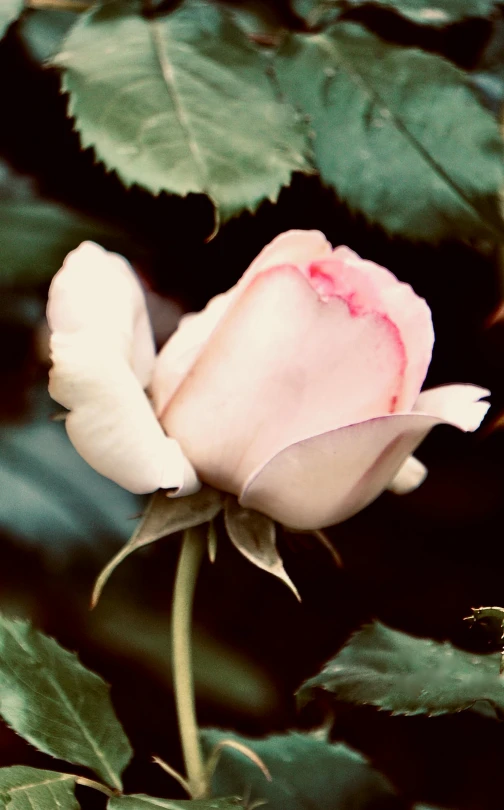 a pink and white rose in the center of the po