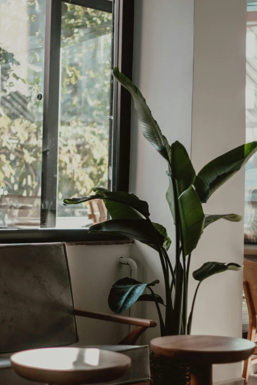 a potted plant sitting in a room next to a window