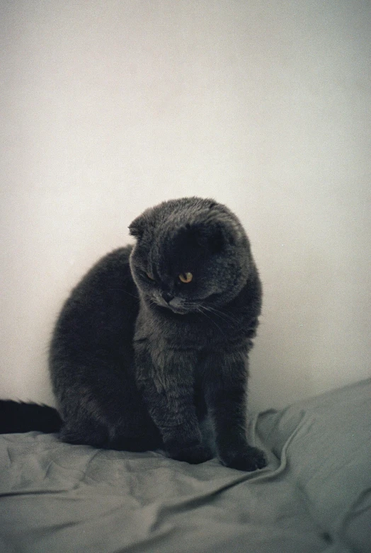 a black cat sitting on top of a bed in front of a white wall