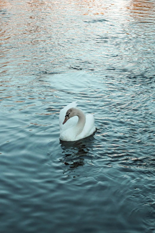 there is a white swan floating on the water