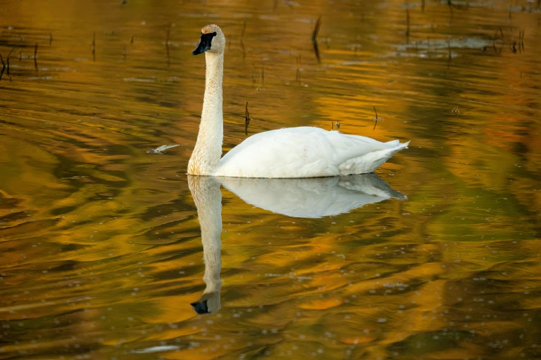 a swan with its neck turned in the water