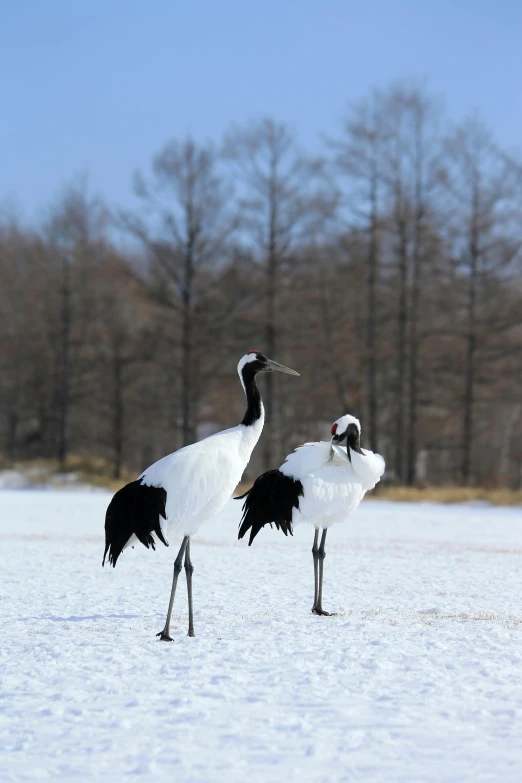 there are two birds standing together in the snow