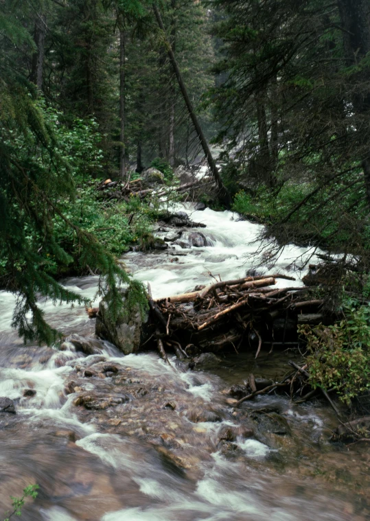 a bunch of water running through the woods