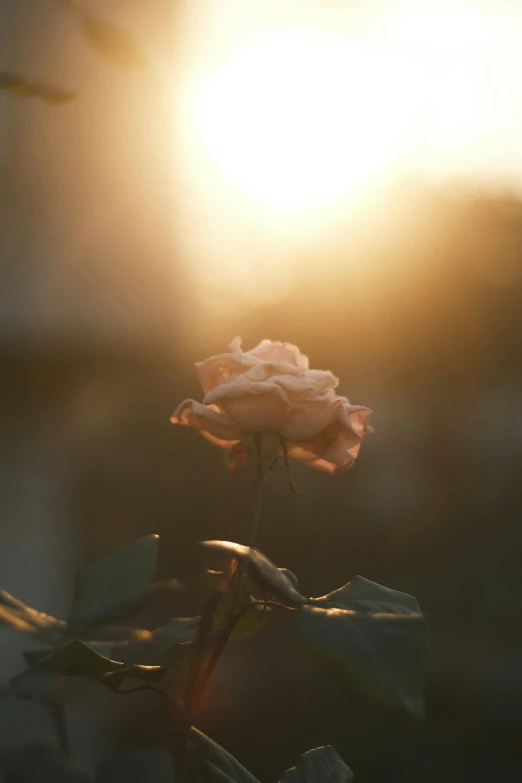 a pink rose in the sun against a dark background